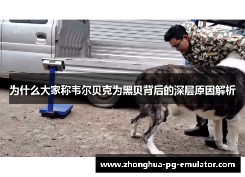 为什么大家称韦尔贝克为黑贝背后的深层原因解析